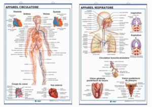 appareil circulatoire