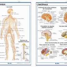 nervous system / encephalon