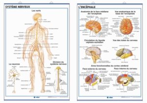 nervous system / encephalon