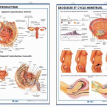 human reproductive organs covering