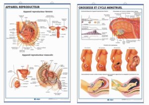 human reproductive organs covering