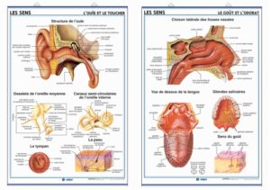 l’ouïe-le toucher/le goût-l’odorat