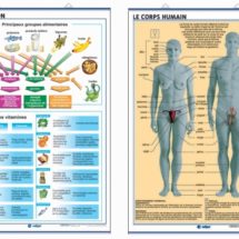 la nutrition/le corps humain