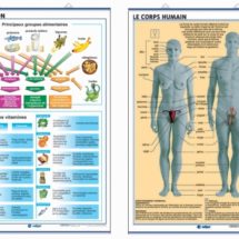 la nutrition/le corps humain