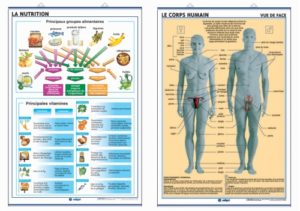 la nutrition/le corps humain