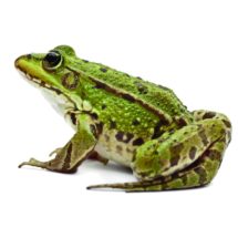 frozen frog