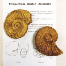 COMPARAISON NAUTILE-AMMONITE