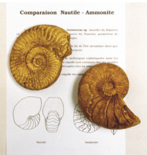 COMPARAISON NAUTILE-AMMONITE