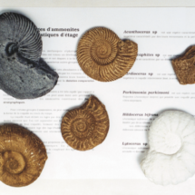 ENSEMBLE 6 MOULAGES D’AMMONITES