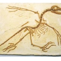 	MOULAGE ARCHEOPTERYX