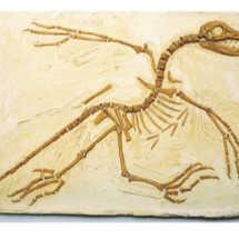 MOULAGE ARCHEOPTERYX