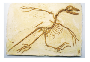 MOULAGE ARCHEOPTERYX