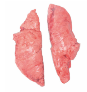 poumon de porc congelé, à l’unité