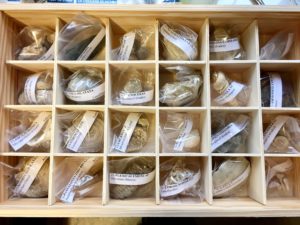 Collection de 24 fossiles