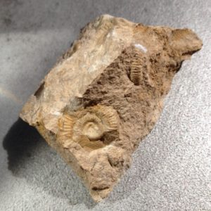 Lot de 12 roches identiques calcaire à ammonites