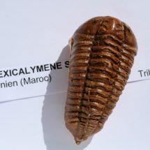 4 MOULAGES DE TRILOBITES