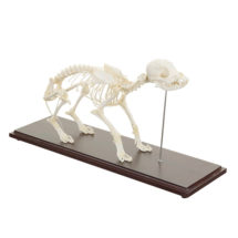 Squelette véritable de chien