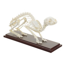 Squelette véritable de chat