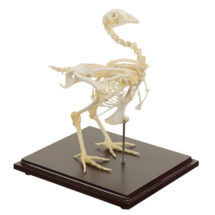 Squelette véritable de poulet