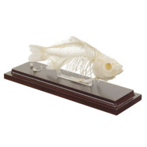 Squelette véritable de poisson