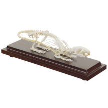 Squelette véritable de rat