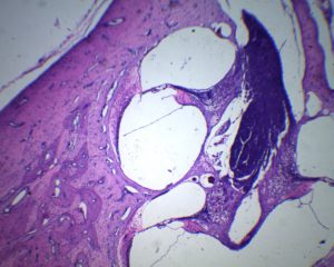 742E organe de Corti 40X.jpg