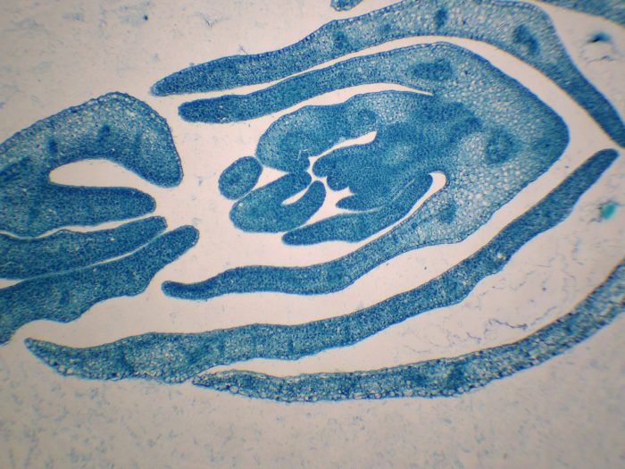 preparation microscopique bougeon pois
