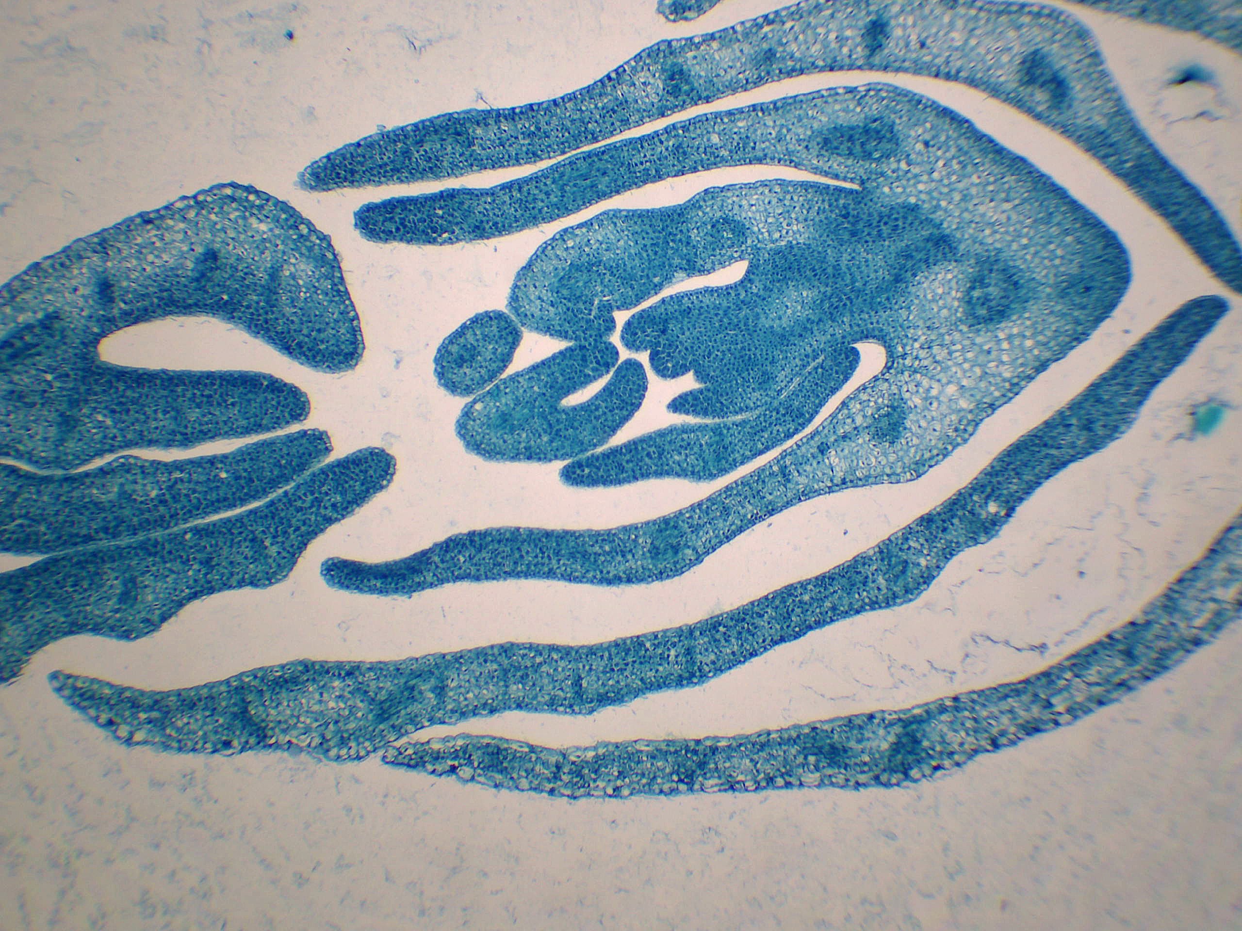 preparation microscopique bougeon pois