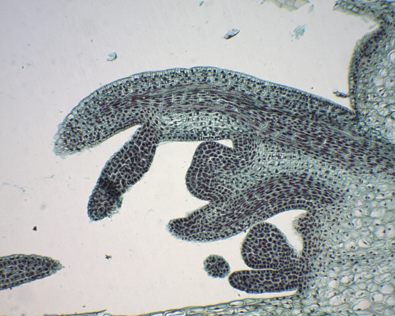 326B - préparation microscopique de bourgeon du pois – Image 2