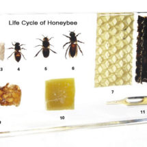 Cycle de vie d’une abeille
