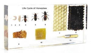 Cycle de vie d’une abeille