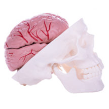 modéle crâne-cerveau