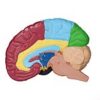 modeèe cerveau aires de brodmann