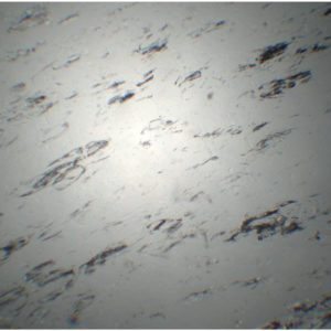 LM2088 obsidienne lame mince