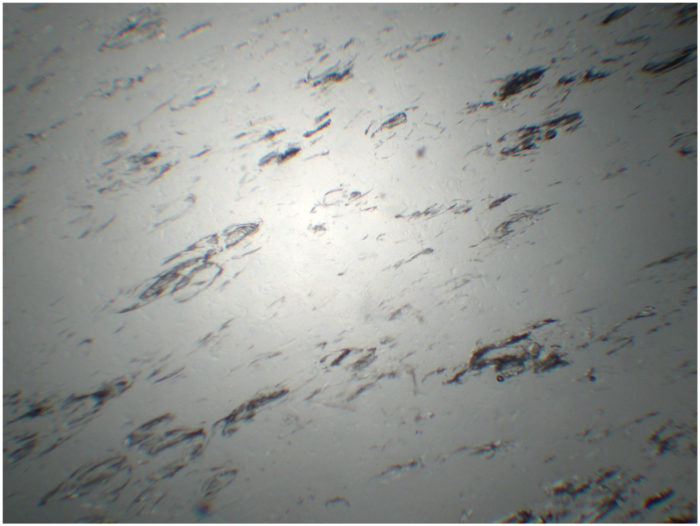 LM2088 obsidienne lame mince