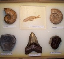 Lot de 6 fossiles marins