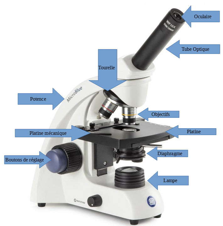 description éléments d'un microscope, explication de tout les composant présent sur un microscope