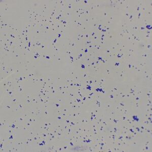préparation microscopique de staphylocoques