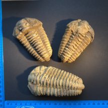 Trilobite de grande taille