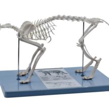 model squelette chat