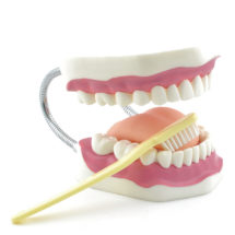 Modèle de soins dentaires avec brosse à dents