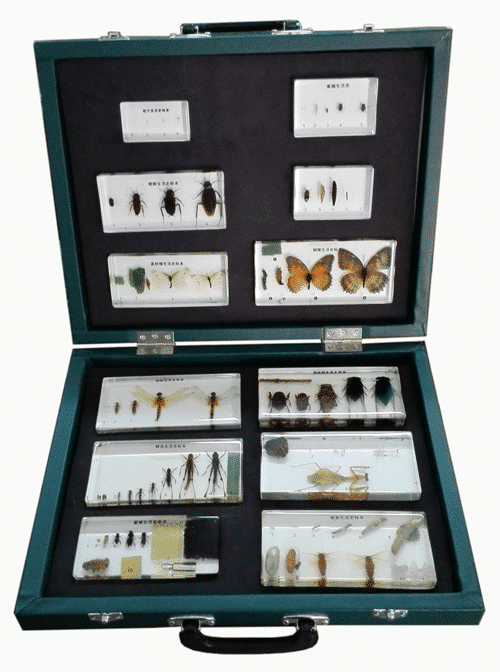 Cycle de vie des insectes