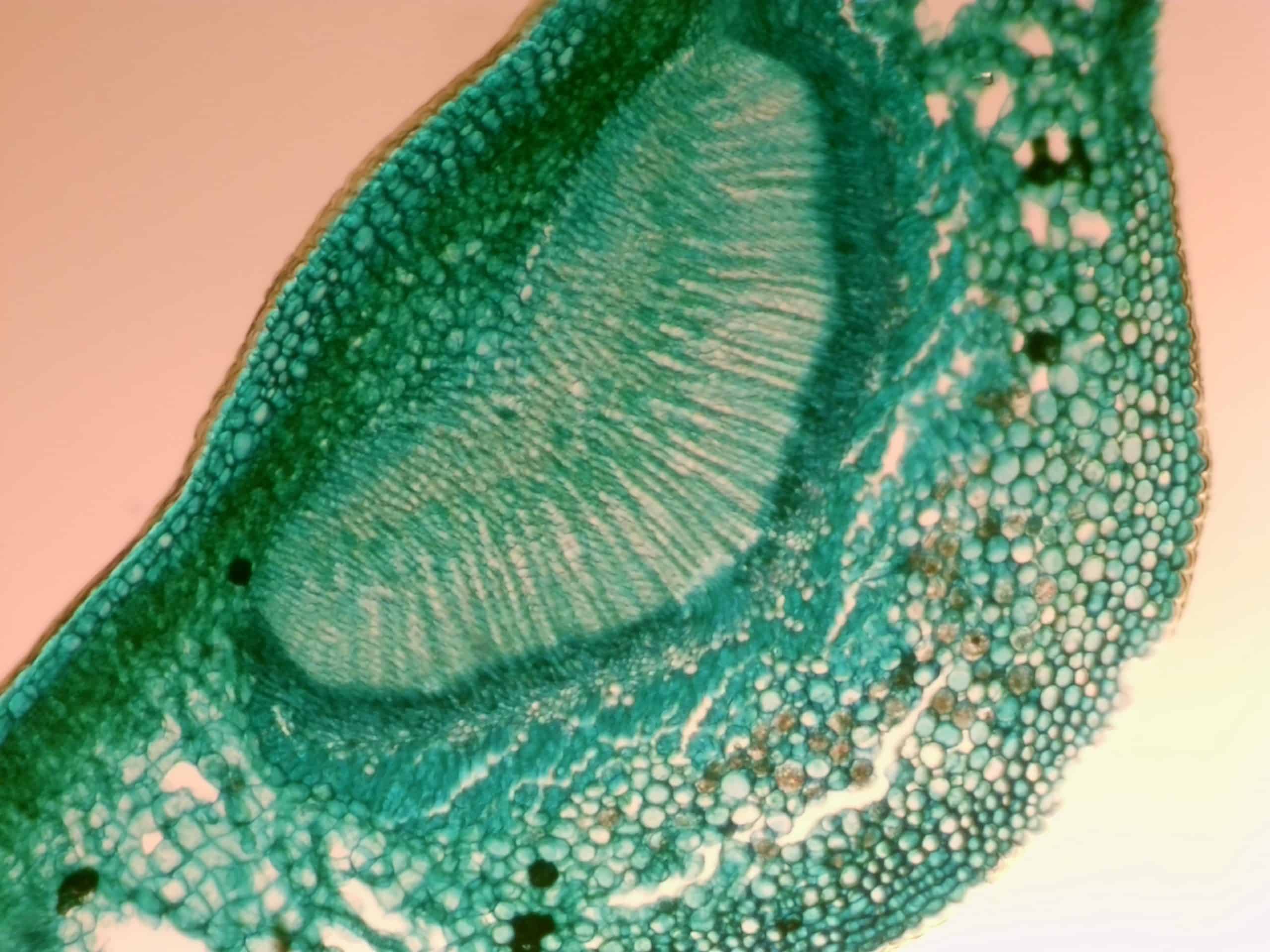 377B feuille houx CT