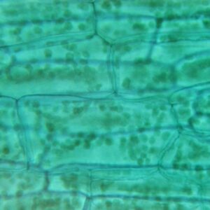 449D feuille élodée à plat 400X