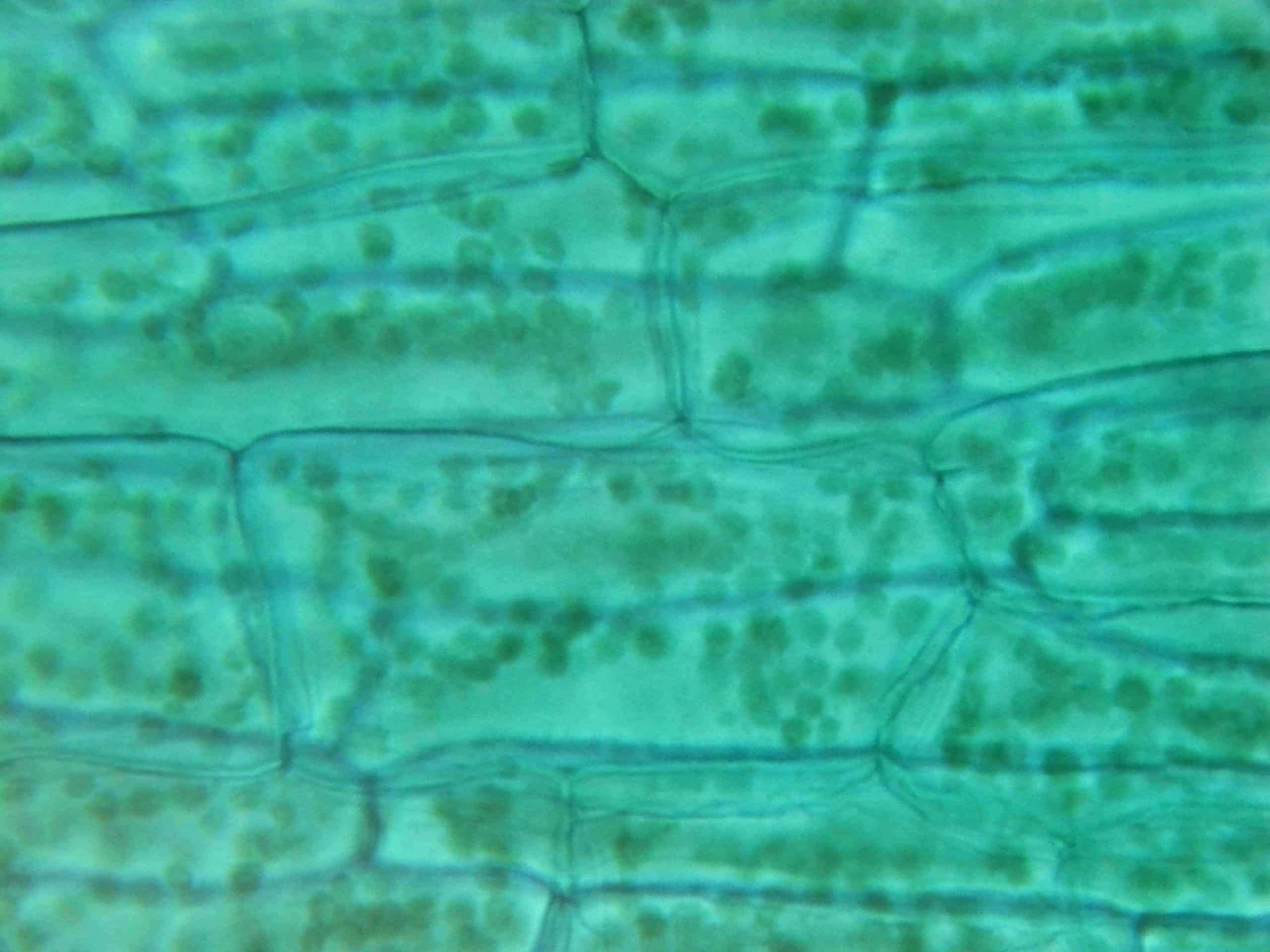 449D feuille élodée à plat 400X