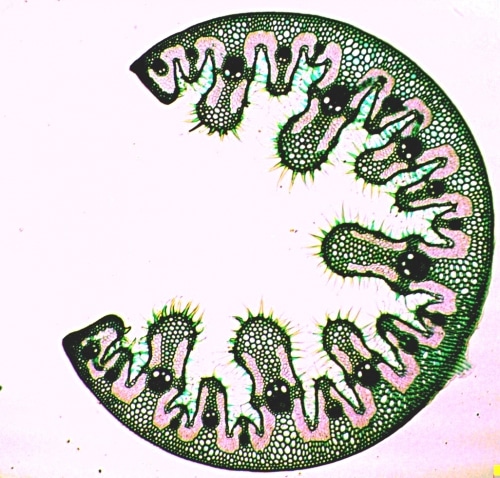 Préparation microscopique de feuille d’oyat CT