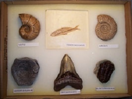 Lot de 6 fossiles marins