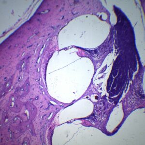 742E organe de Corti 40X.jpg