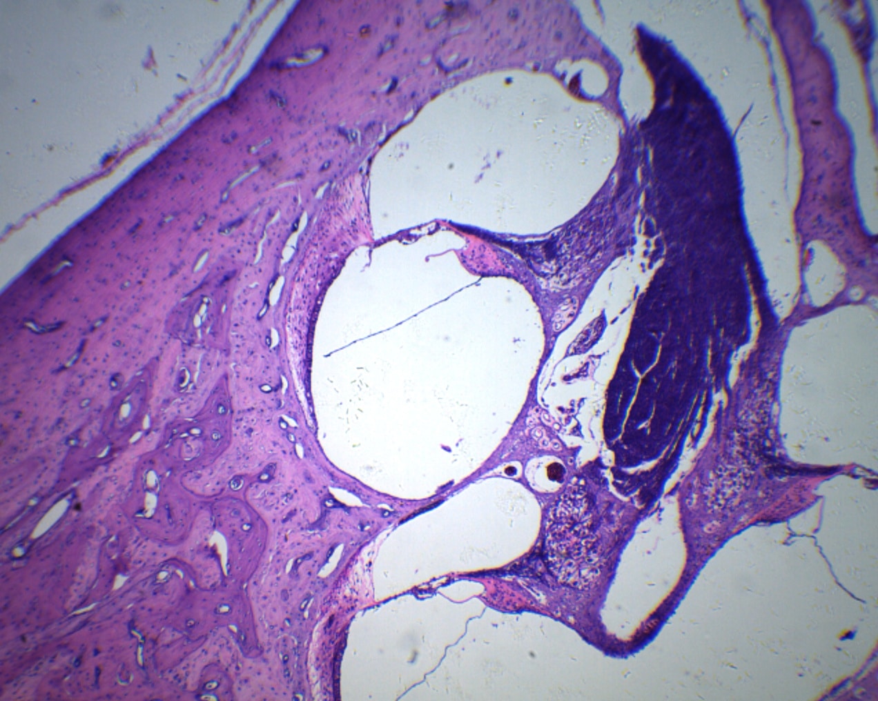 742E organe de Corti 40X.jpg