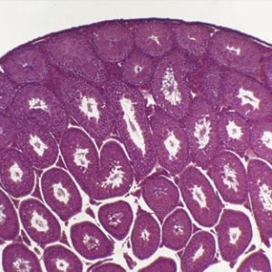 préparation microscopique testicule de grenouille CT